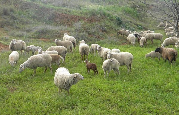 ספר 'בעקבי הצאן' יסודות חסידות ברסלב – פרק ג' וקנה לך חבר