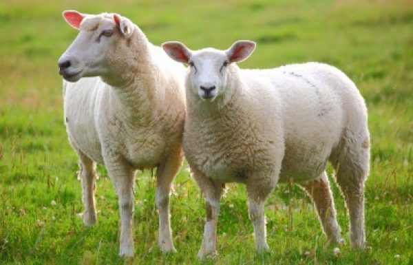 ספר 'בעקבי הצאן' יסודות חסידות ברסלב – פרק ד' הספרים