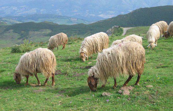 ספר 'בעקבי הצאן' יסודות חסידות ברסלב' – פרק ט' הציון הקדוש